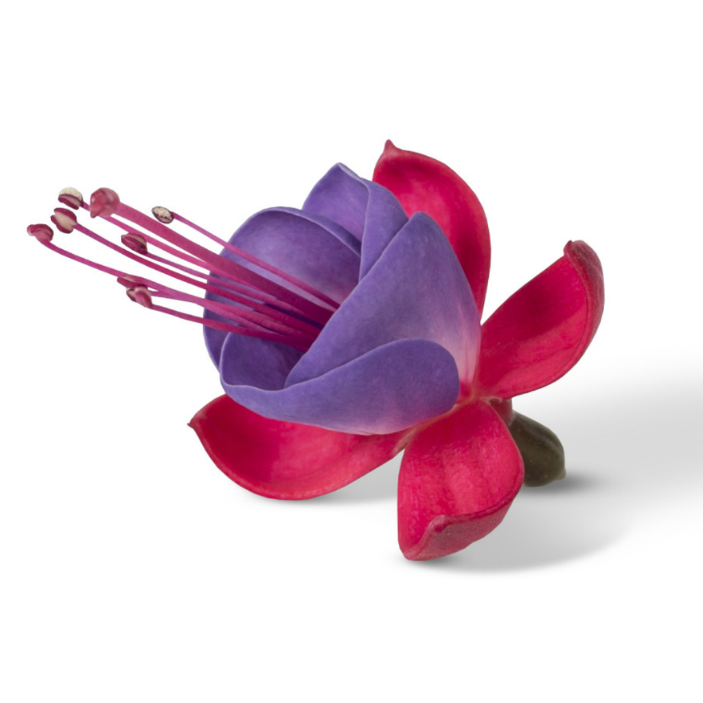 Fuchsia ‘Susanna’ — Patio Fuchsia (semi-tender perennial), Bee-Friendly, 10.5cm Pot (Set of 3 or 6)