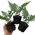Evergreen ‘Polypodium Vulgare’ — Evergreen Fern, 11cm Pot (Set of 3 or 6)
