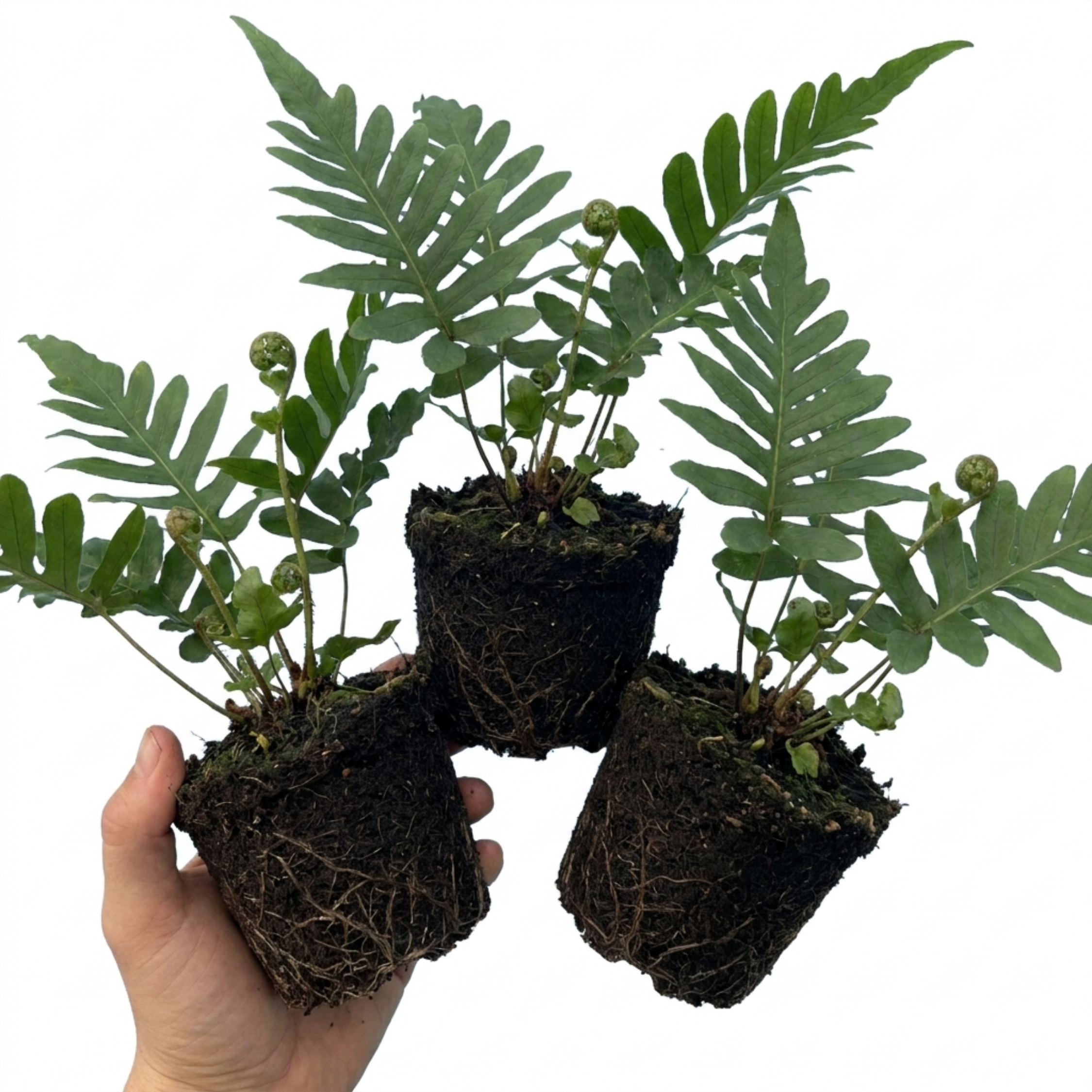 Evergreen ‘Polypodium Vulgare’ — Evergreen Fern, 11cm Pot (Set of 3 or 6)