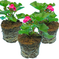 Pelargonium ‘Klass’ — Tender Perennial (grown as bedding), Bee-Friendly, 1L Pot (Set of 3 or 6)