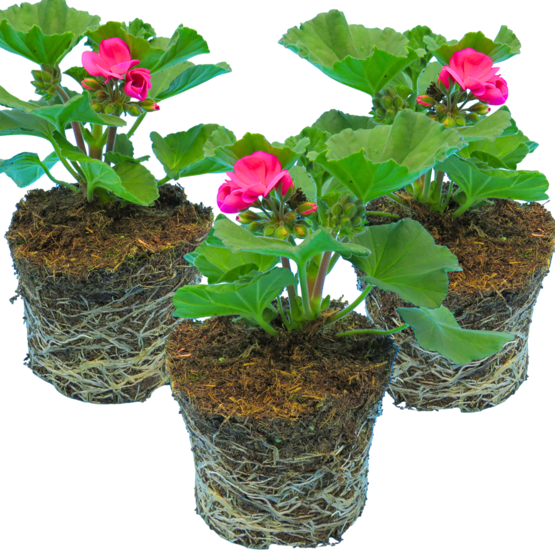 Pelargonium ‘Klass’ — Tender Perennial (grown as bedding), Bee-Friendly, 1L Pot (Set of 3 or 6)