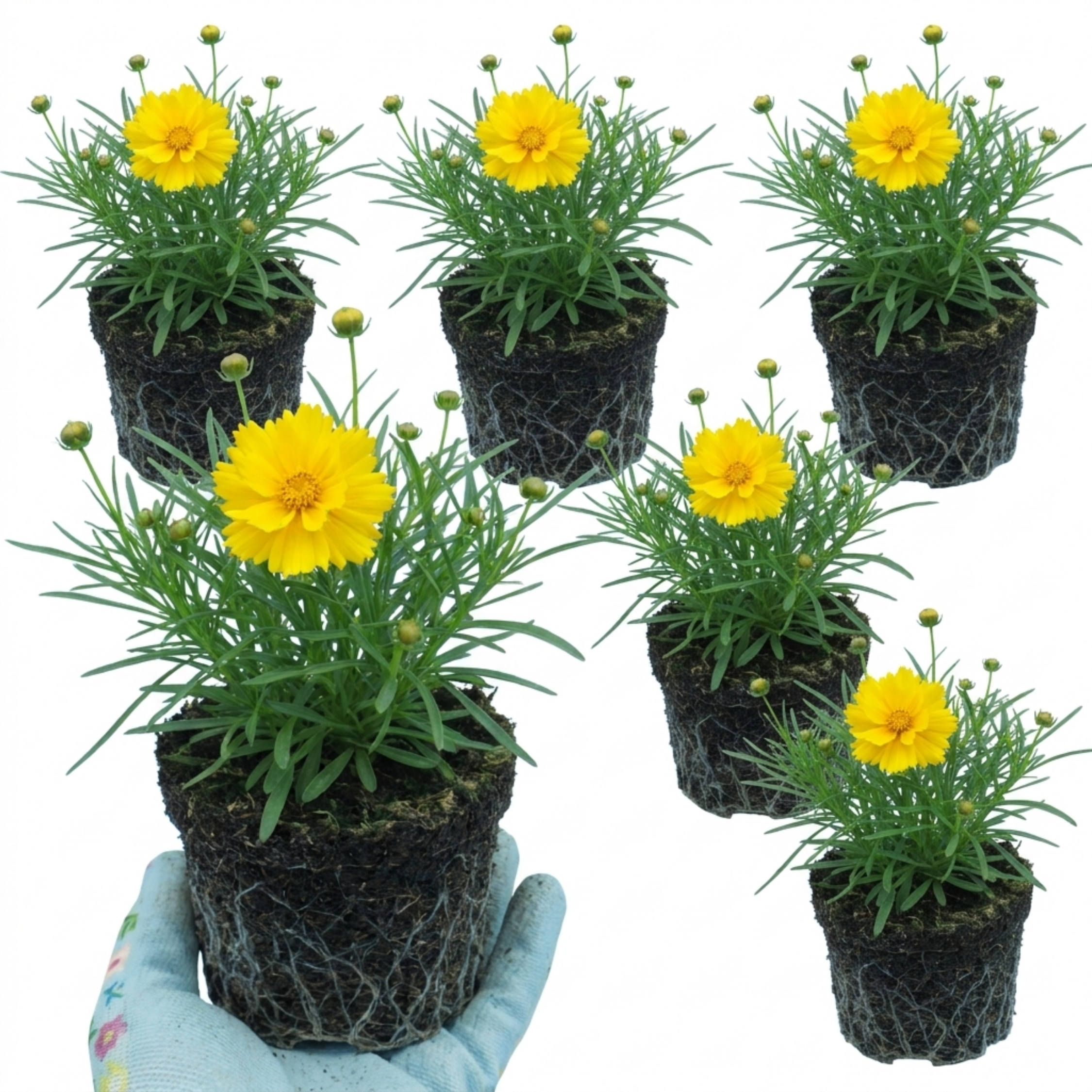 Coreopsis ‘Early Sunrise’ — Herbaceous Perennial, Bee-Friendly, 1L Pot (Set of 3 or 6)