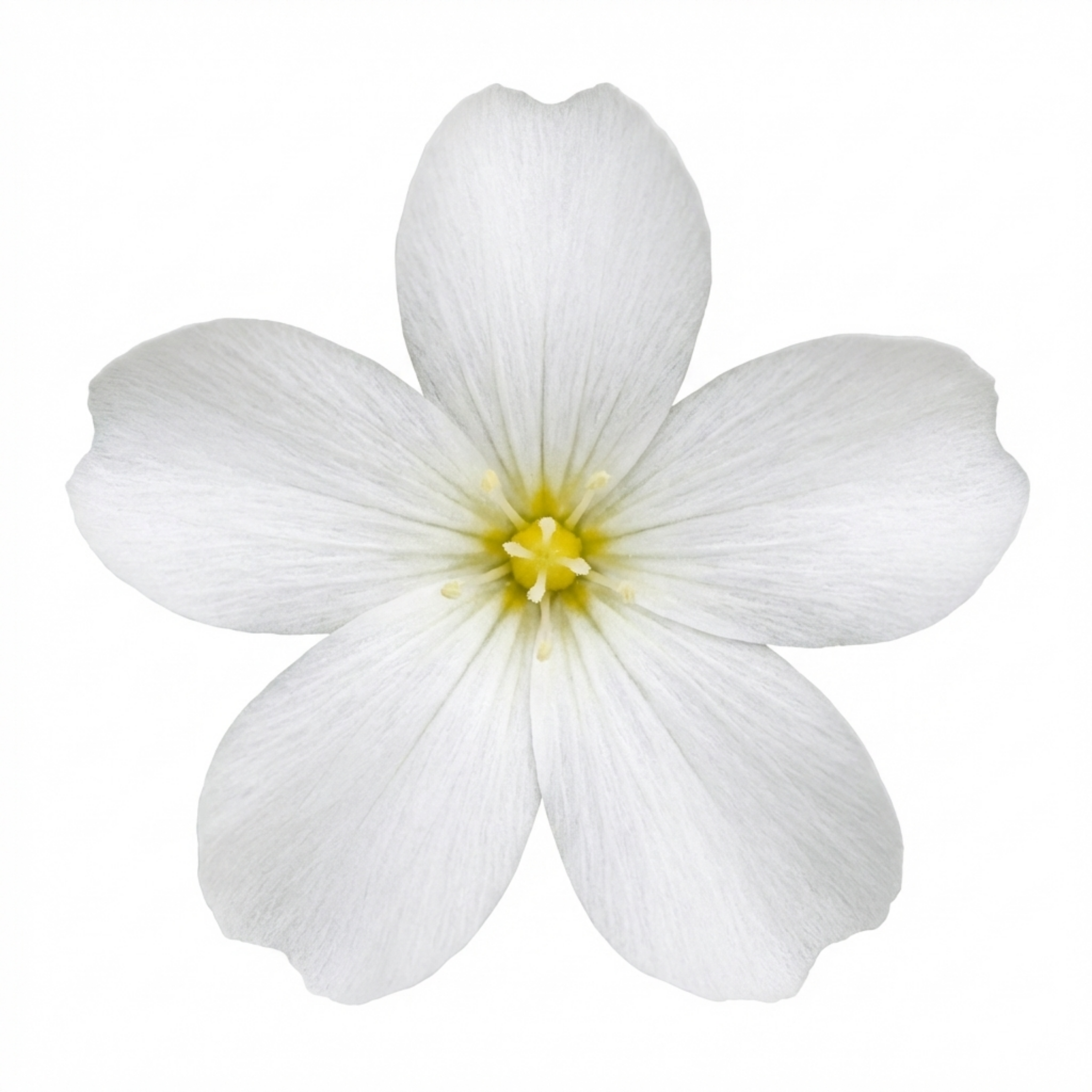 Arenaria ‘Ronda’ — Evergreen Alpine Perennial, 1L Pot (Set of 3 or 6)