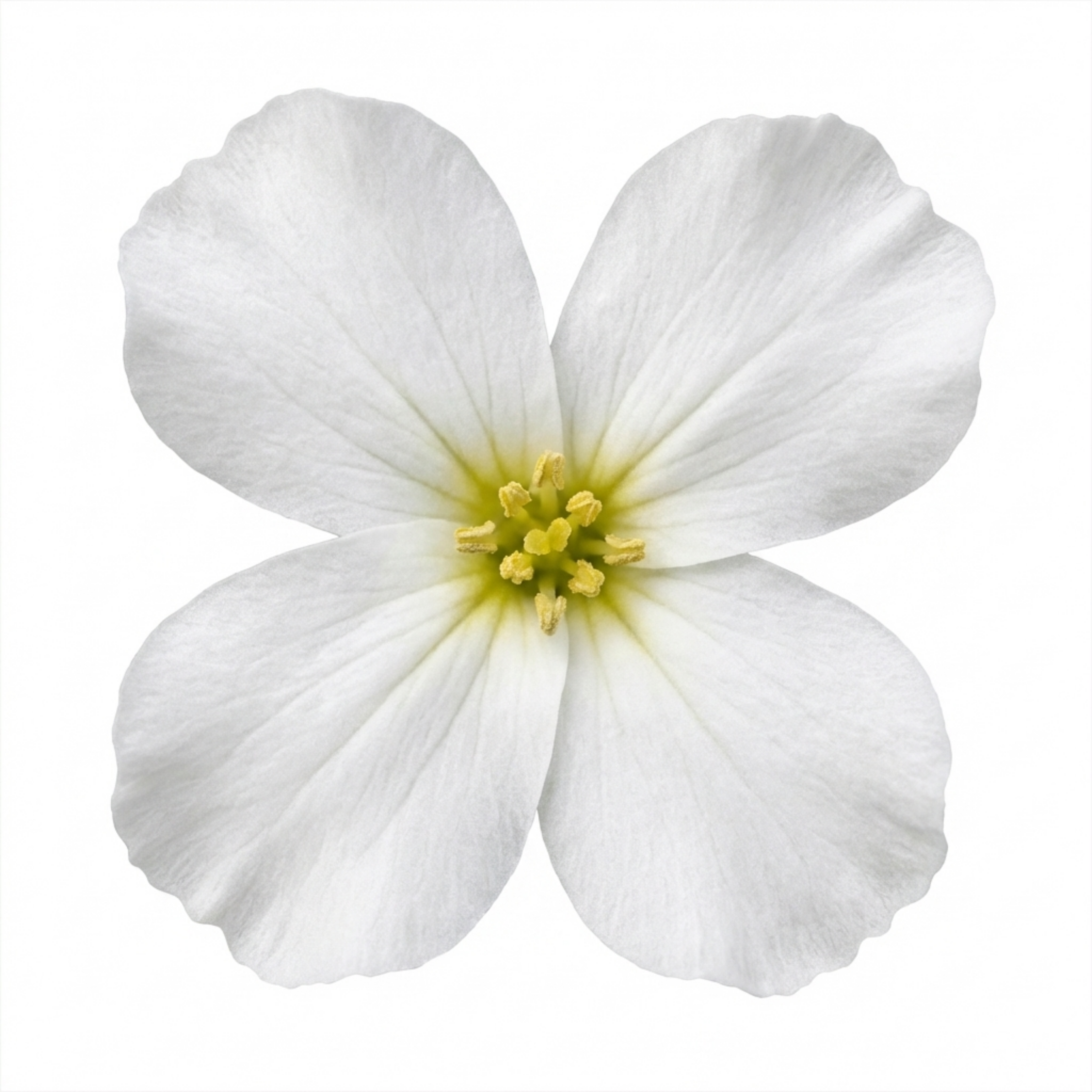 Arabis ‘Aubris White Rockcress’ — Hardy Alpine Evergreen Perennial, Bee-Friendly, 2L Pot