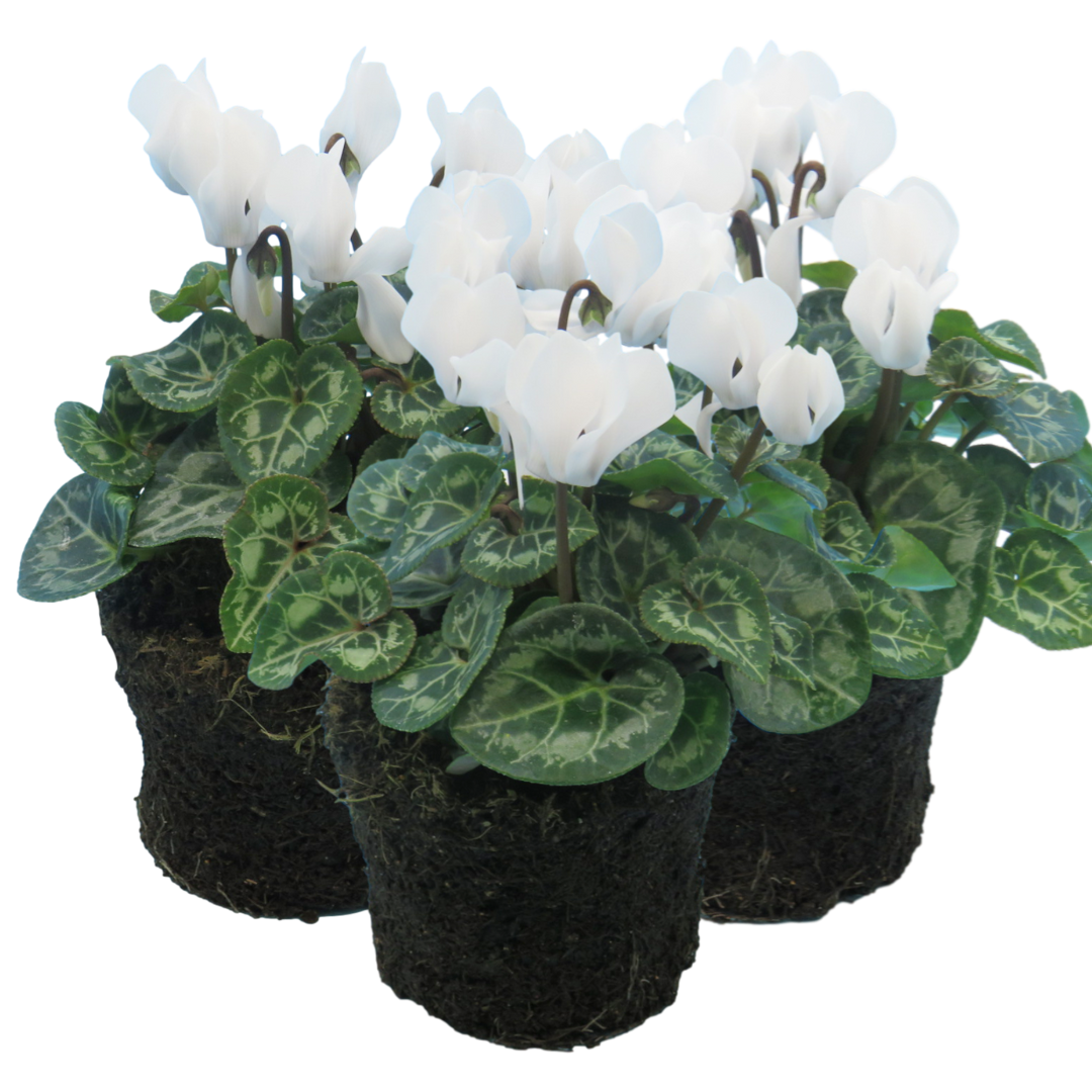 Cyclamen ‘Smartiz Blanc Pur’ — Tender Pot Plant (perennial in mild climates), 10.5cm Pot (Set of 3 or 6)