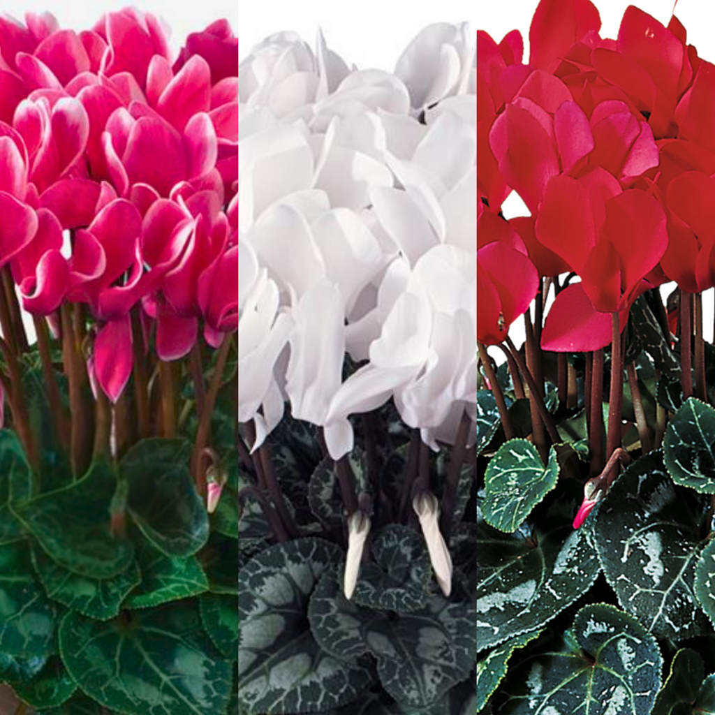 Cyclamen ‘Flame Growers Selection’ — Hardy Perennial, 1L Pot