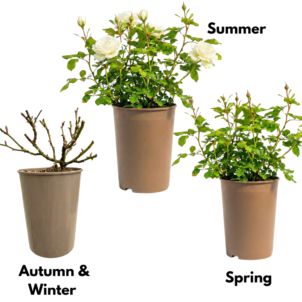 Rose 'White Bush' — Deciduous Shrub, Bee-Friendly, 3L Pot