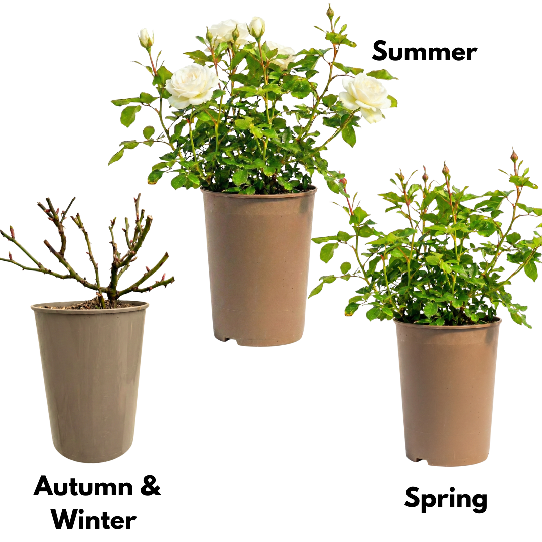 Rose 'White Bush' — Deciduous Shrub, Bee-Friendly, 3L Pot