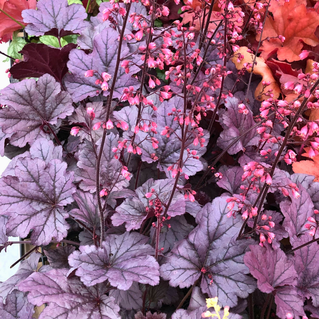 Heuchera ‘Grape Timless’ — Hardy Perennial, 2L Pot