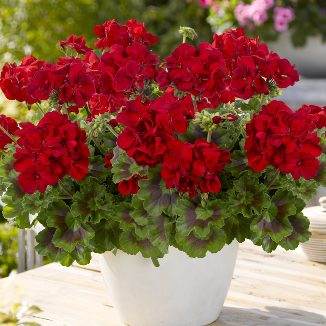 Pelargonium ‘Mylena’ — Tender Perennial (grown as bedding), Bee-Friendly, 10.5cm Pot (Set of 3 or 6)