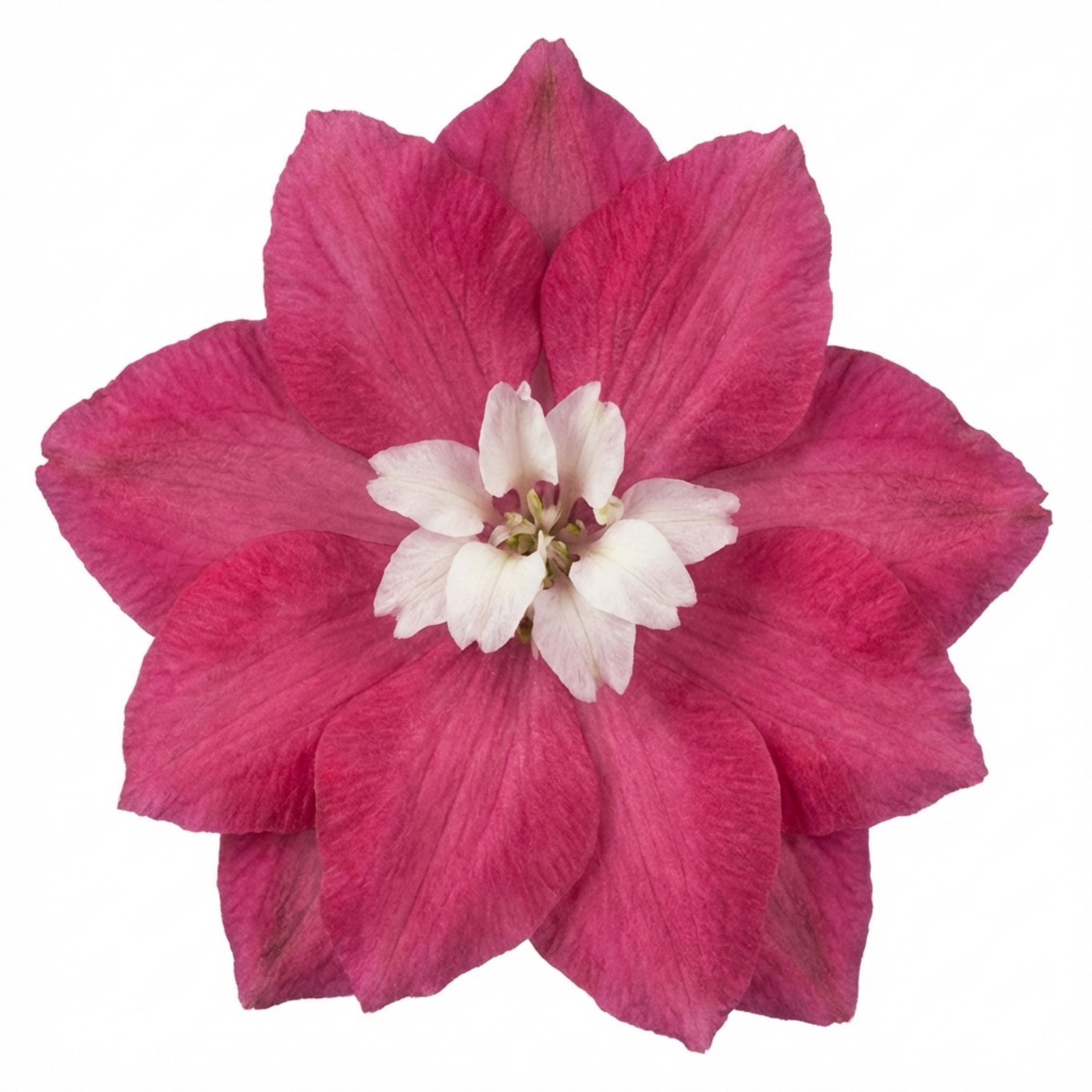 Delphinium ‘Magic Fountains Deep Rose White’ — Hardy Perennial, Bee-Friendly, 2L Pot