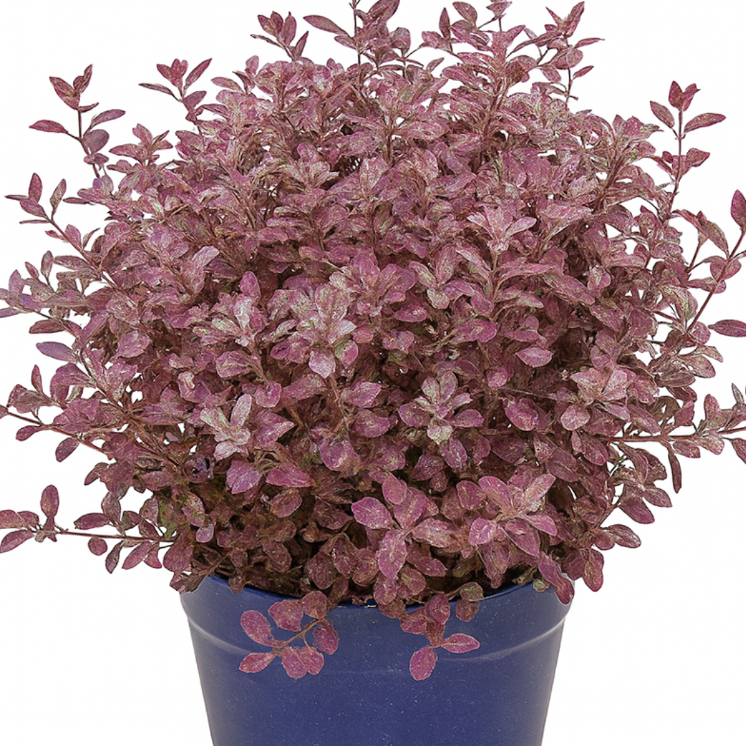 Pittosporum ‘Bannow Bay’ — Evergreen Shrub, Bee-Friendly, 3L Pot
