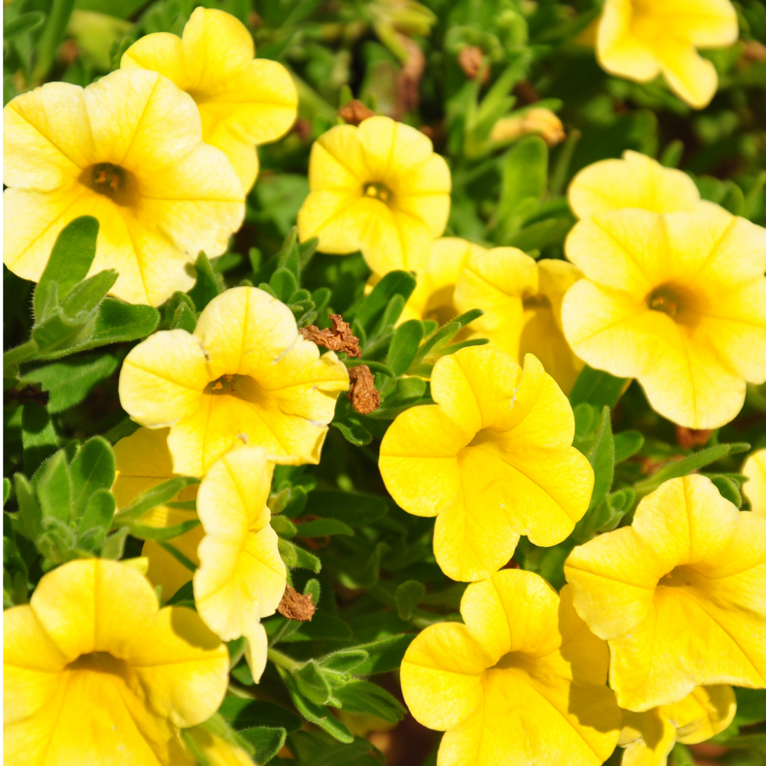 Calibrachoa ‘Cabaret Yellow’ — Half-Hardy Trailing Annual, Bee-Friendly, 10.5cm Pot (Set of 3 or 6)