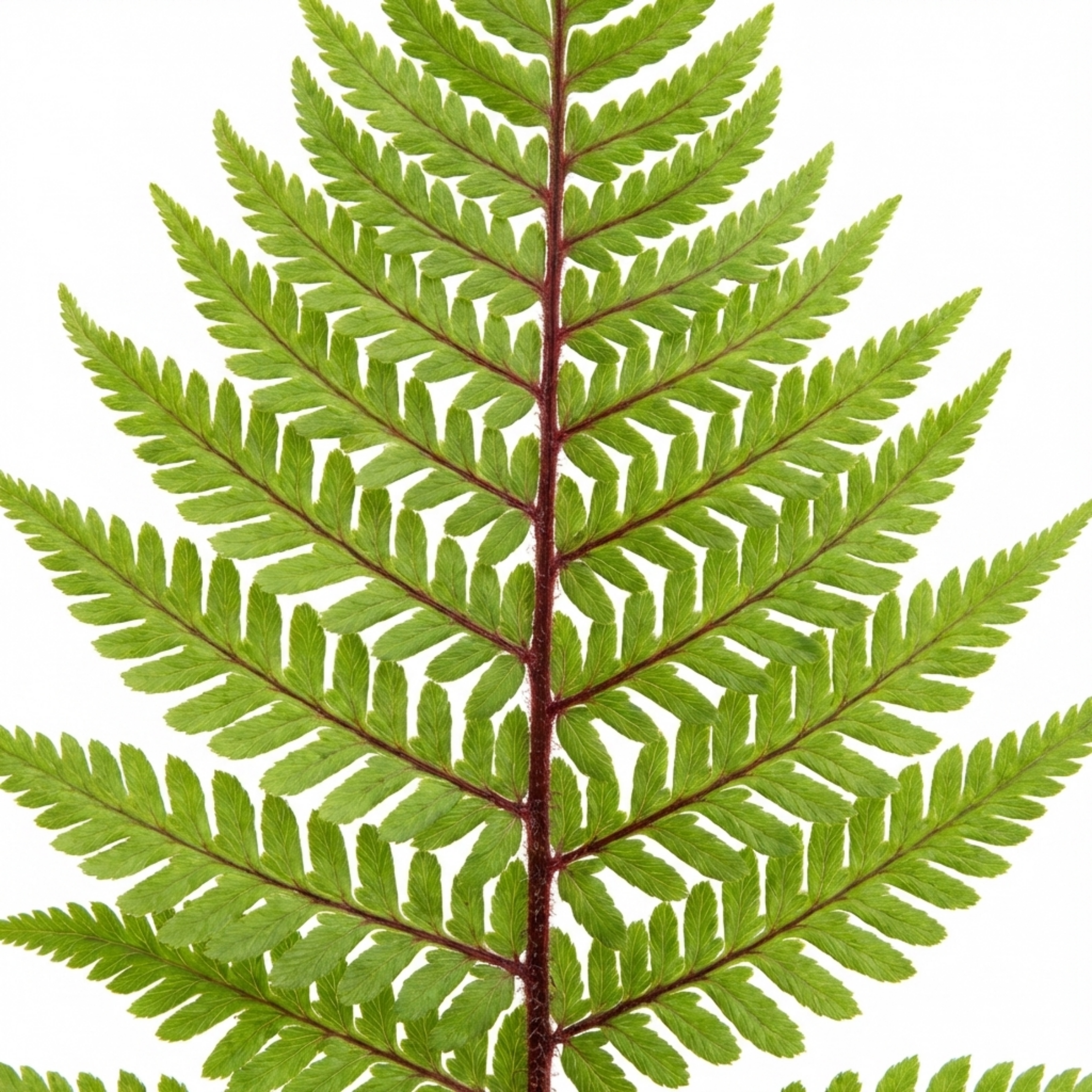 Lady ‘in Red’ — Deciduous Perennial Fern, 11cm Pot (Set of 3 or 6)