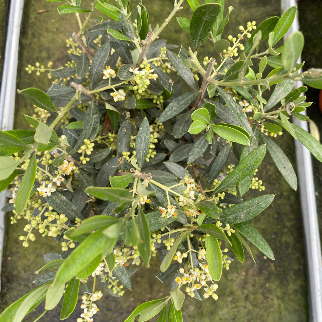 Mini Olive Tree (Olea europaea) — Hardy Evergreen, 15cm Pot