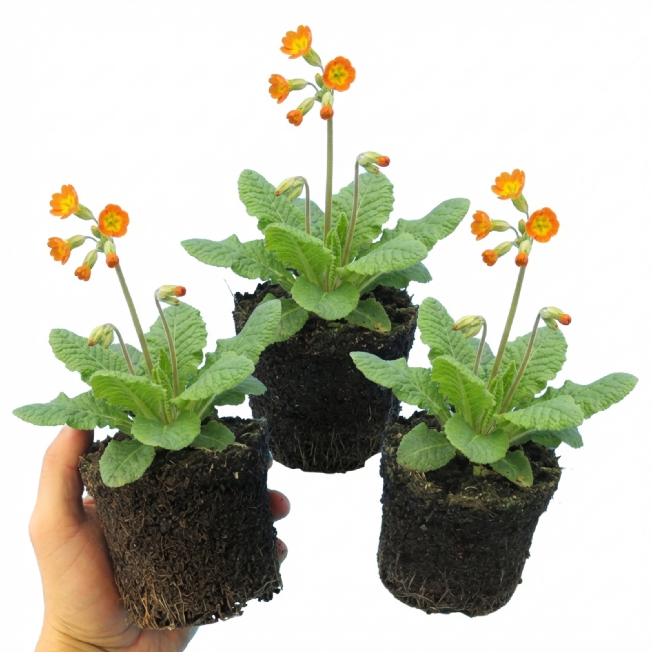 Primula veris 'Orange with Yellow' — Cowslip, Hardy Perennial, Bee-Friendly, 11cm Pot (Set of 3 or 6)