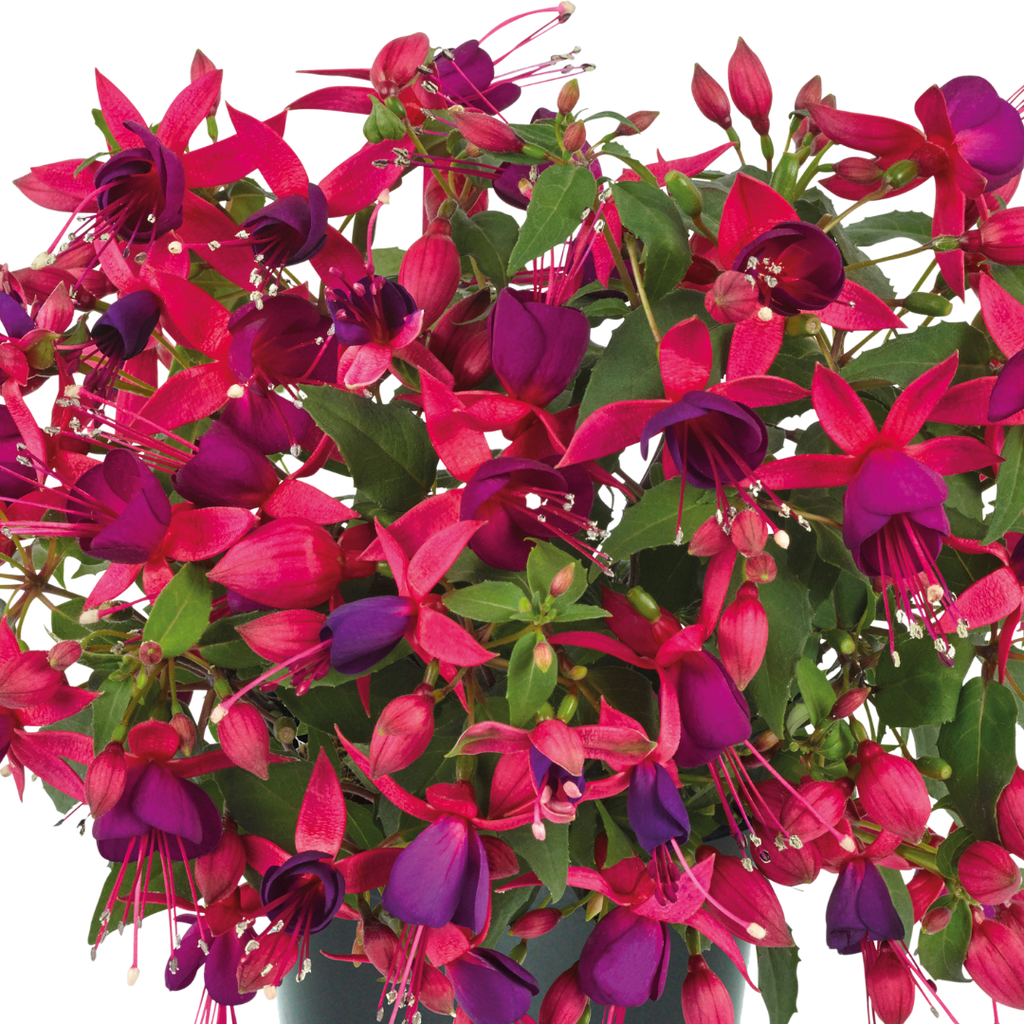 Fuchsia ‘Diva Rose’ — Hardy Perennial, Bee-Friendly, 1L Pot (Set of 3 or 6)