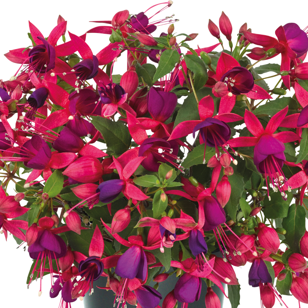 Fuchsia ‘Diva Rose’ — Hardy Perennial, Bee-Friendly, 1L Pot (Set of 3 or 6)