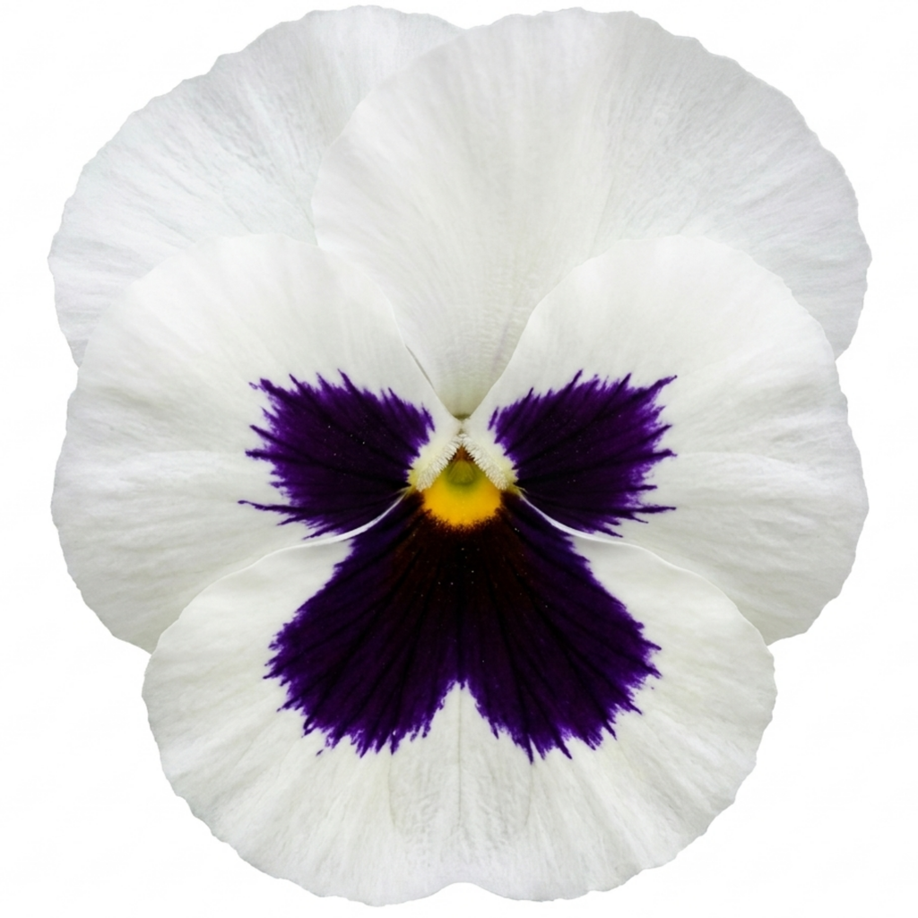 Pansy ‘Cats Plus White’ — Hardy Annual / Biennial Bedding Plant, Bee-Friendly, 1L Pot