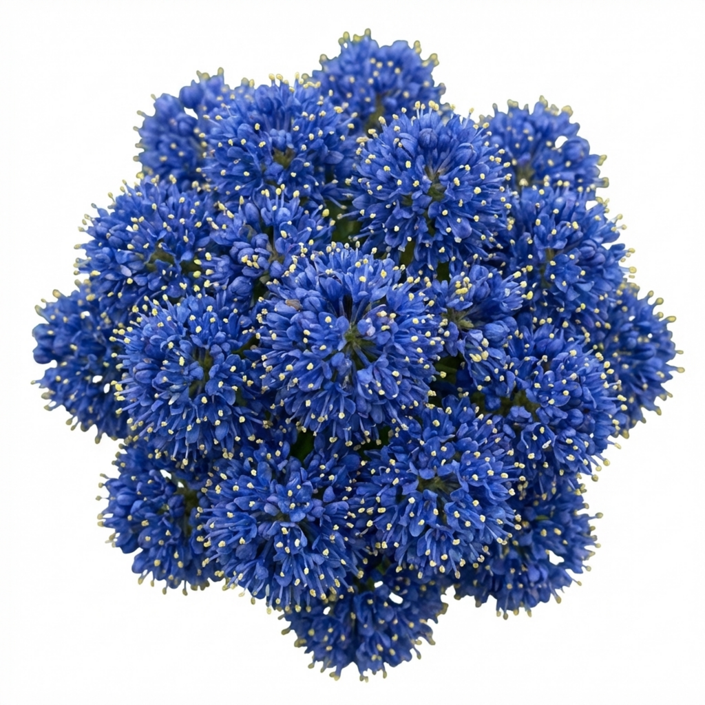 Ceanothus ‘Skylark’ — Evergreen Shrub, Bee-Friendly, 3L Pot
