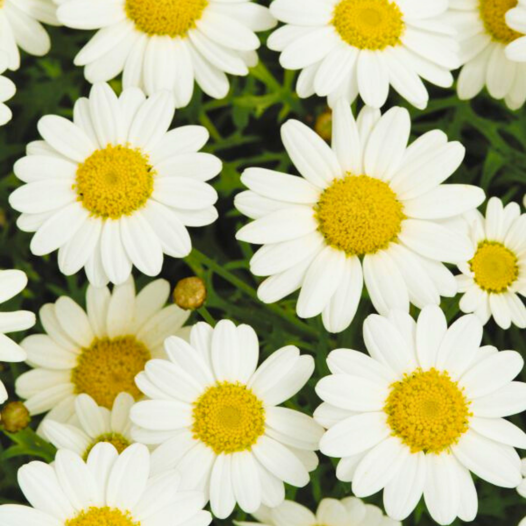 Argyranthemum ‘Madeira White’ — Hardy Perennial, 10.5cm Pot (Set of 3 or 6)