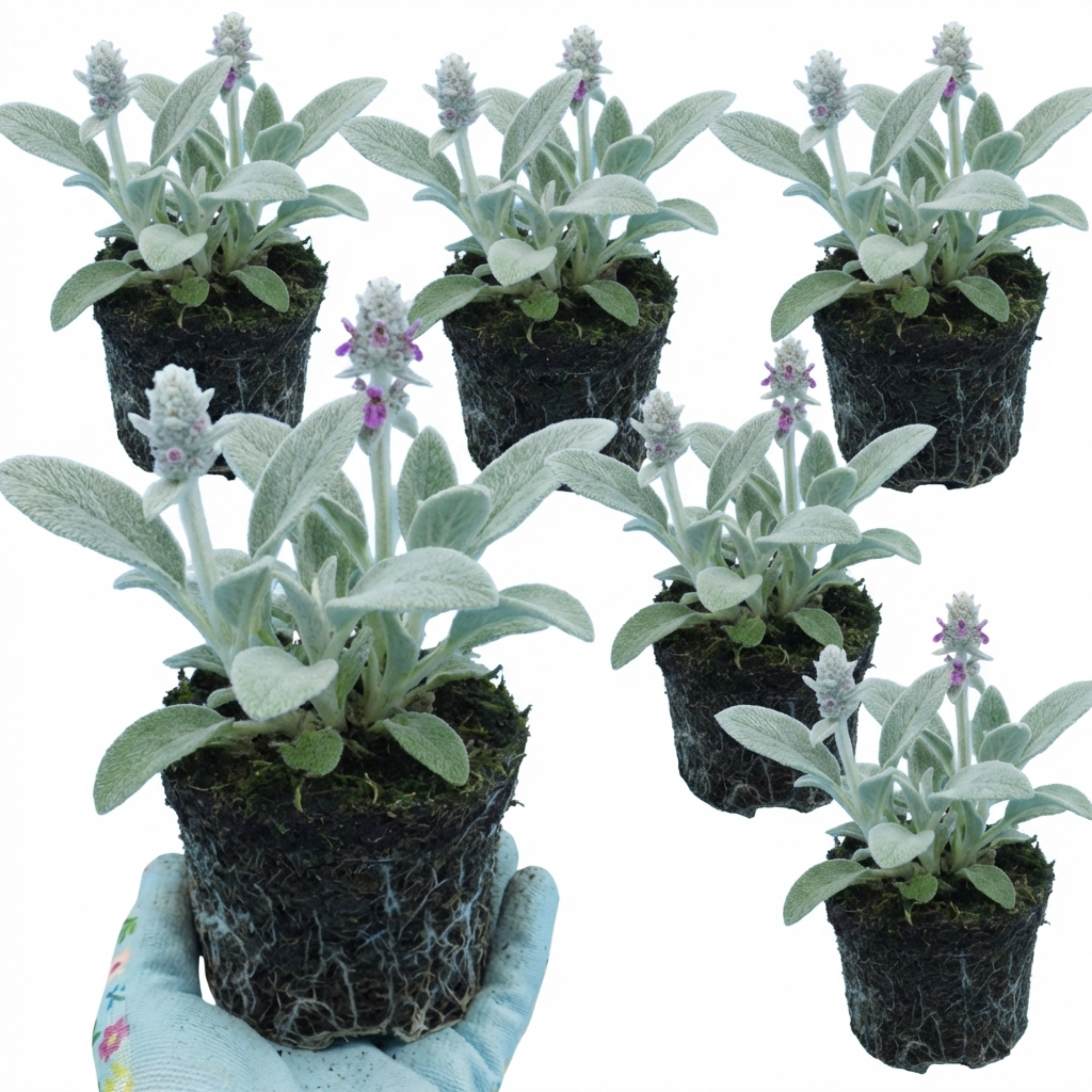 Stachys ‘Byzantina Lamb's Ear’ — Hardy Evergreen Perennial, Bee-Friendly, 1L Pot (Set of 3 or 6)