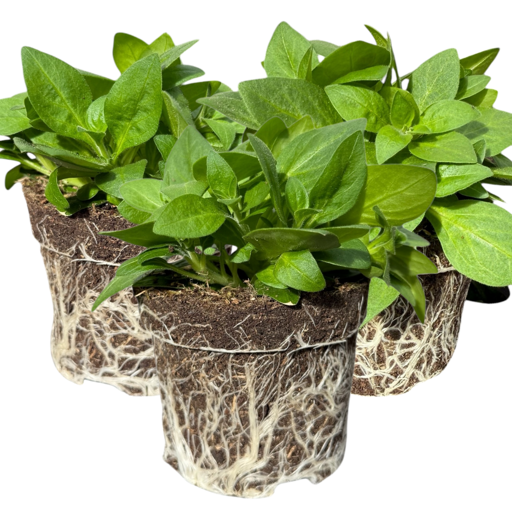 Petunia ‘Surfinia Deep Red’ — Hardy Perennial, 10.5cm Pot (Set of 3 or 6)