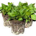 Petunia ‘Surfinia Deep Red’ — Hardy Perennial, 10.5cm Pot (Set of 3 or 6)