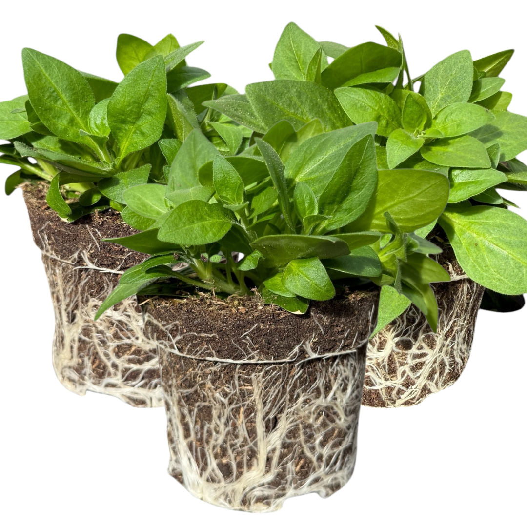 Petunia ‘Surfinia Deep Red’ — Hardy Perennial, 10.5cm Pot (Set of 3 or 6)