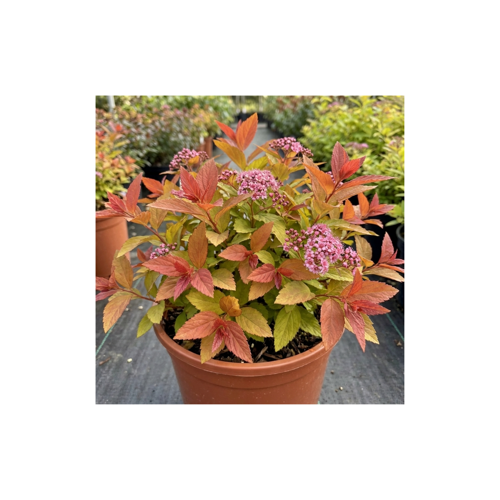 Spiraea ‘Goldflame’ — Deciduous Shrub, Bee-Friendly, 17cm Pot