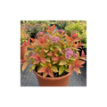 Spiraea ‘Goldflame’ — Deciduous Shrub, Bee-Friendly, 17cm Pot