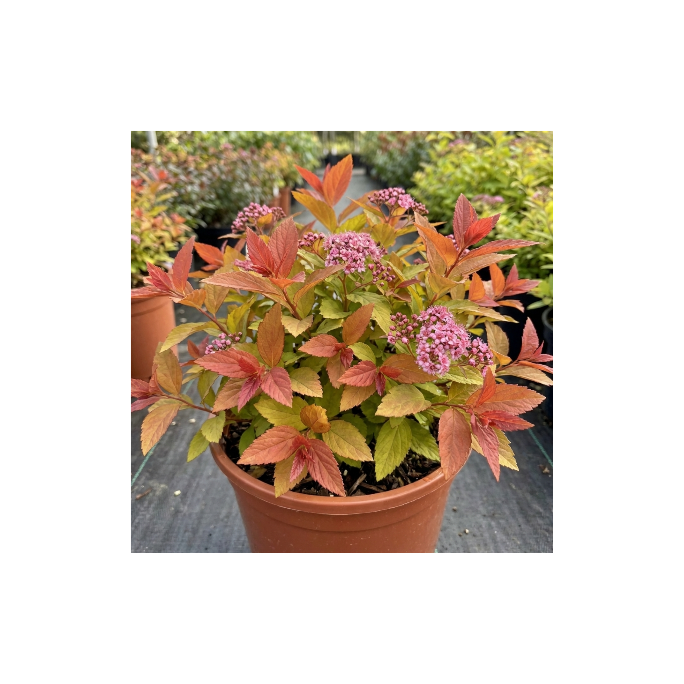Spiraea ‘Goldflame’ — Deciduous Shrub, Bee-Friendly, 17cm Pot