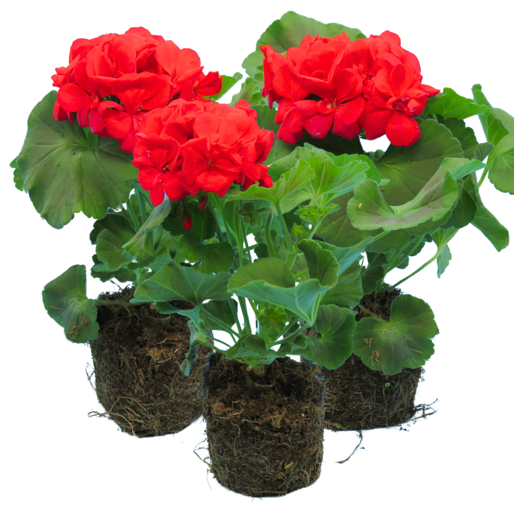 Pelargonium ‘Mylena’ — Tender Perennial (grown as bedding), Bee-Friendly, 10.5cm Pot (Set of 3 or 6)