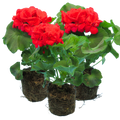 Pelargonium ‘Mylena’ — Tender Perennial (grown as bedding), Bee-Friendly, 10.5cm Pot (Set of 3 or 6)