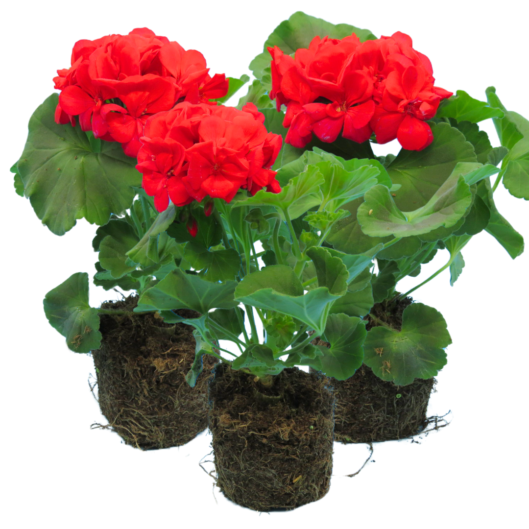 Pelargonium ‘Mylena’ — Tender Perennial (grown as bedding), Bee-Friendly, 10.5cm Pot (Set of 3 or 6)