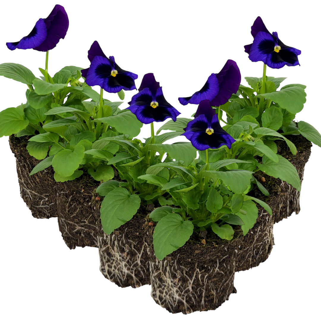 Pansy 'Delta Pro Neon Violet' — Hardy Bedding, 10.5cm Pot (Set of 3 or 6)