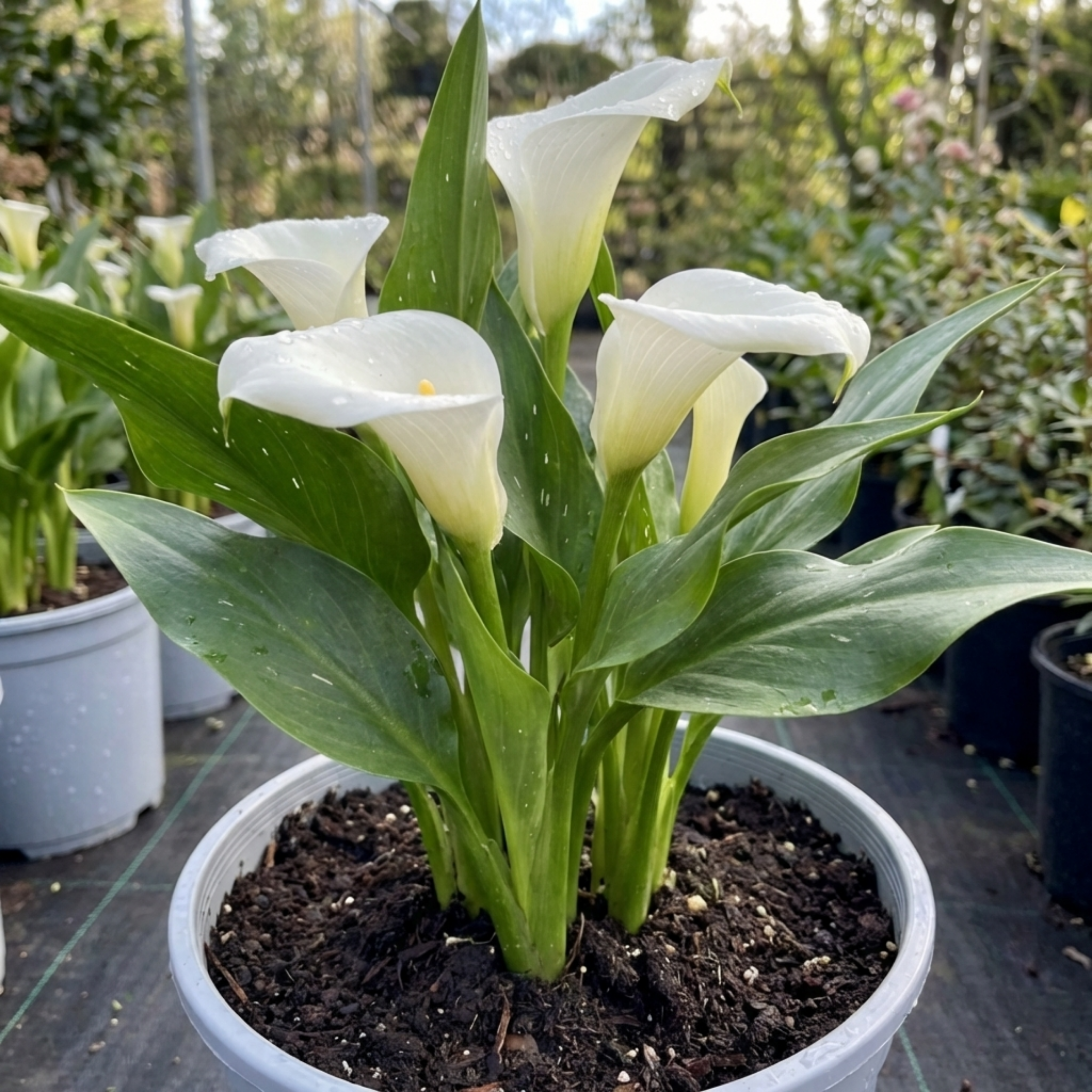 Zantedeschia ‘Snow White Live’ — Hardy Perennial, Bee-Friendly, 3L Pot