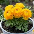 Ranunculus ‘Vortex Golden Yellow’ — Tuberous Herbaceous Perennial, Bee-Friendly, 2L Pot