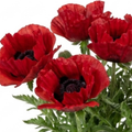 Papaver ‘Red Rumble’ — Hardy Perennial, Bee-Friendly, 3L Pot