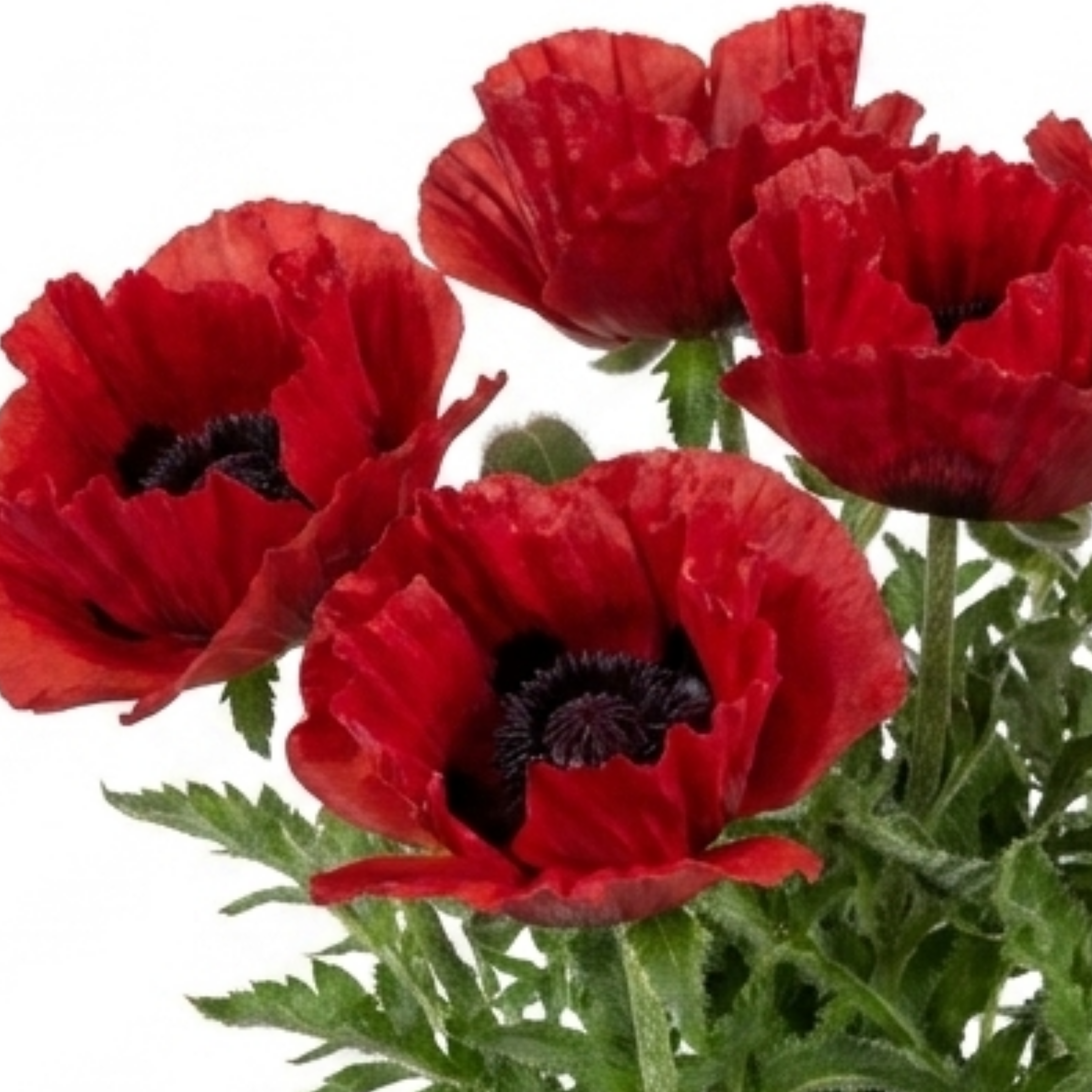 Papaver ‘Red Rumble’ — Hardy Perennial, Bee-Friendly, 3L Pot
