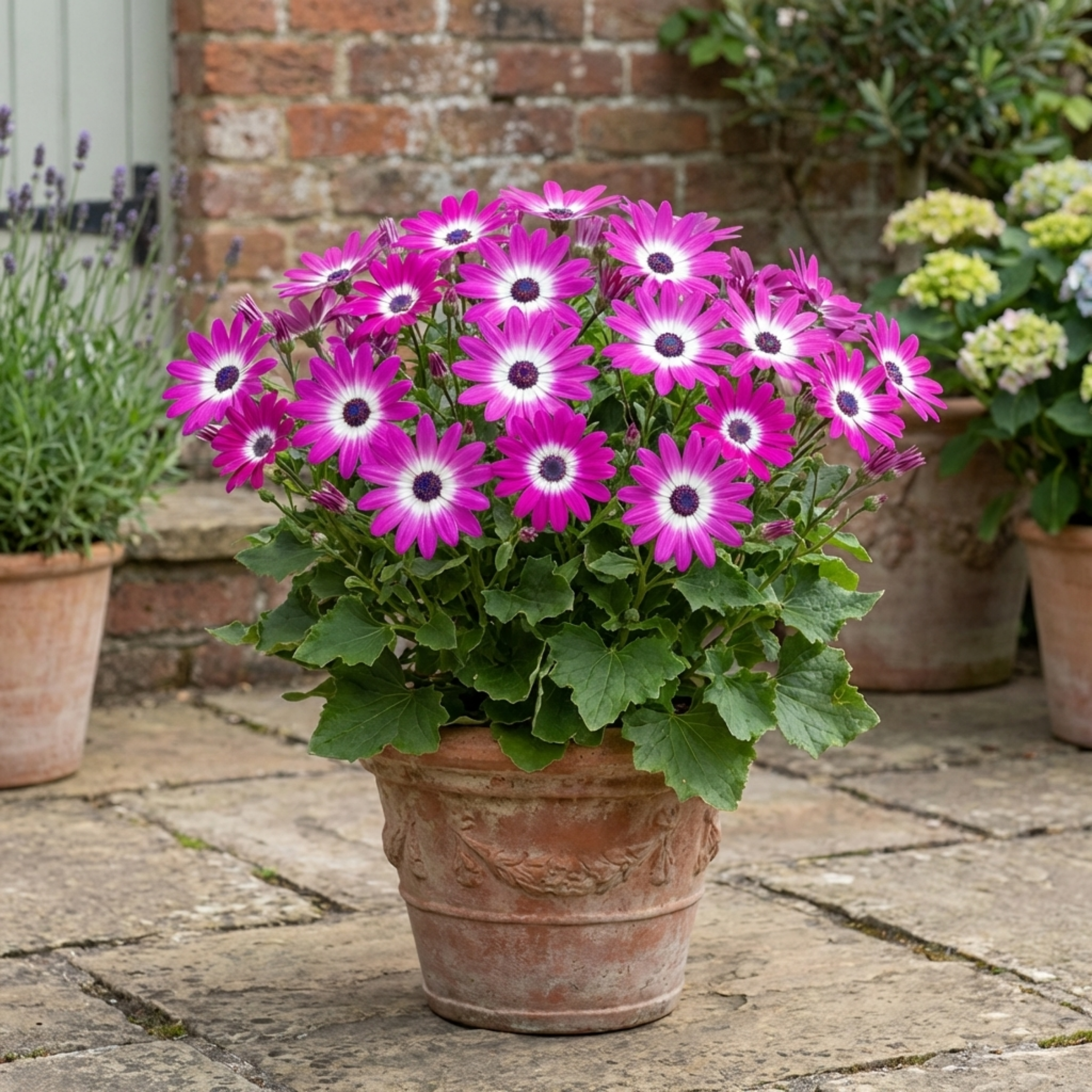 Senetti ‘Pink Bicolour Live Flowering’ — Bedding Plant, Bee-Friendly, 6.5L Pot