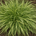 Carex ‘Evercream’ — Evergreen Perennial Sedge, 2L Pot
