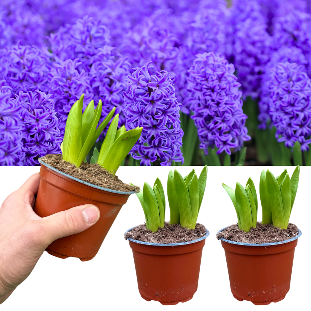 Hyacinth 'Purple' — Hardy Bulb, Bee-Friendly, 1L Pot (3 bulbs per pot, Set of 3)