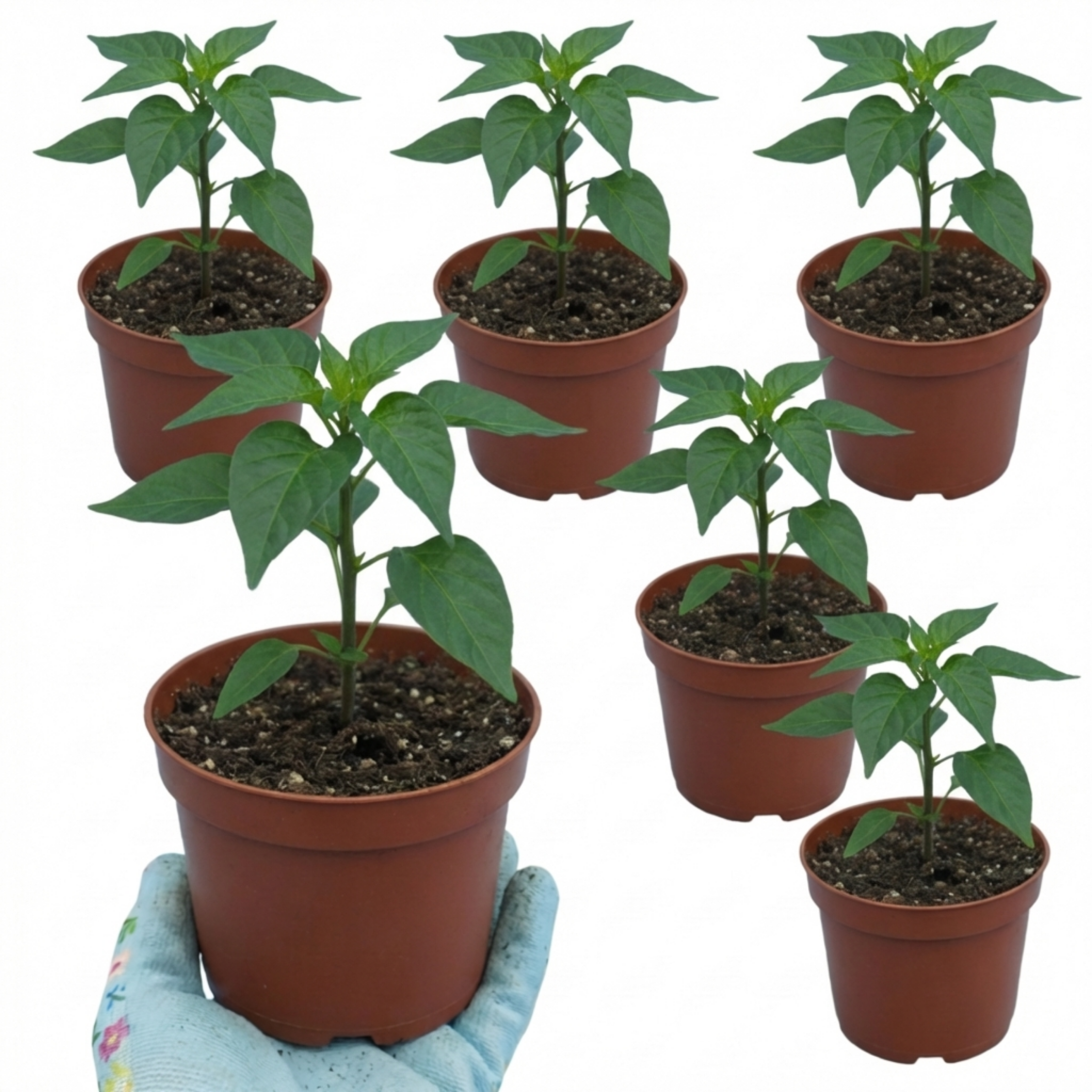 Chilli 'Armageddon' — Edible Annual, 10.5cm Pot (Set of 3 or 6)