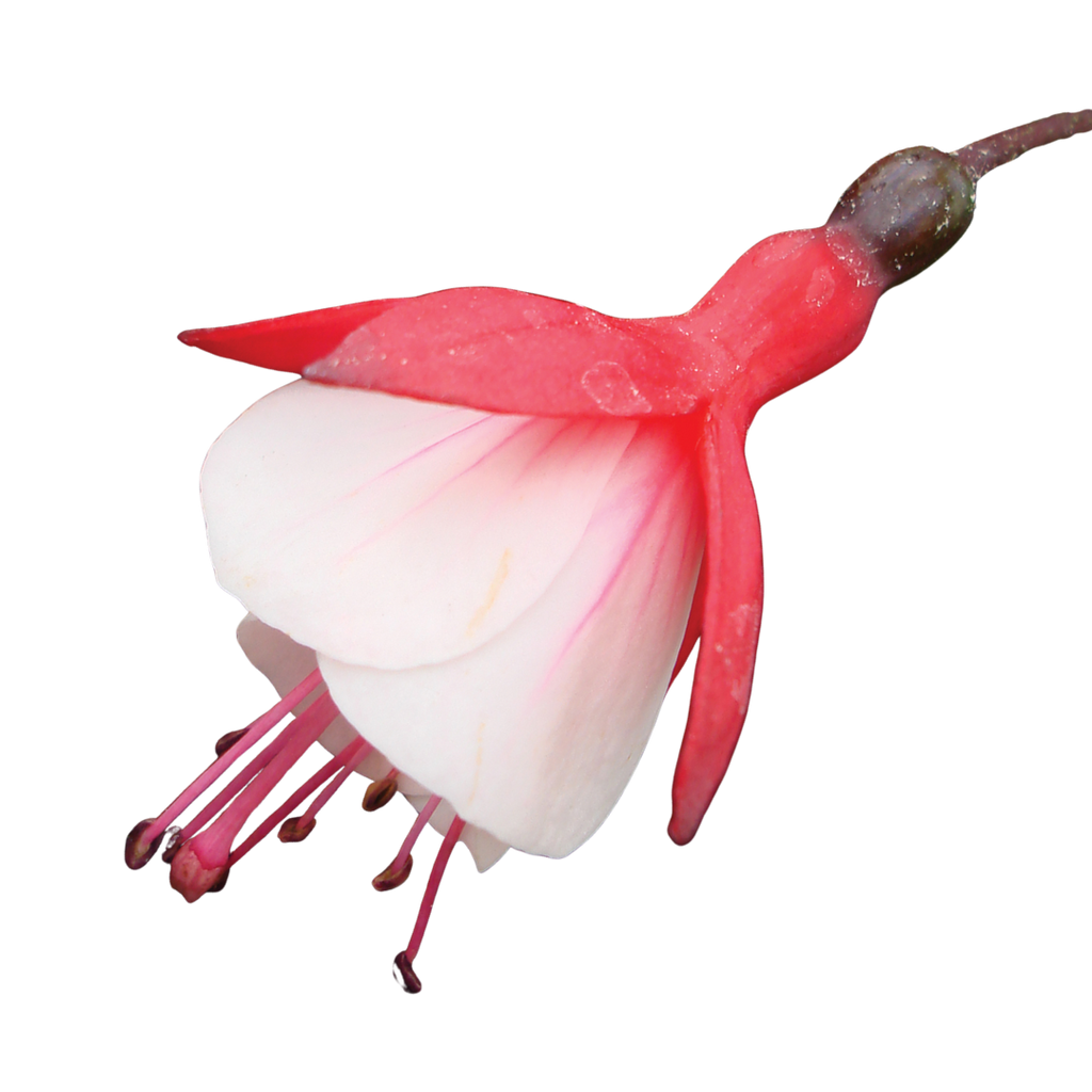 Fuchsia ‘Diva Cherry and White’ — Hardy Perennial, Bee-Friendly, 1L Pot