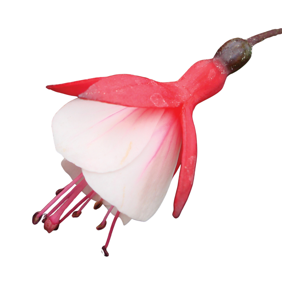 Fuchsia ‘Diva Cherry and White’ — Hardy Perennial, Bee-Friendly, 1L Pot