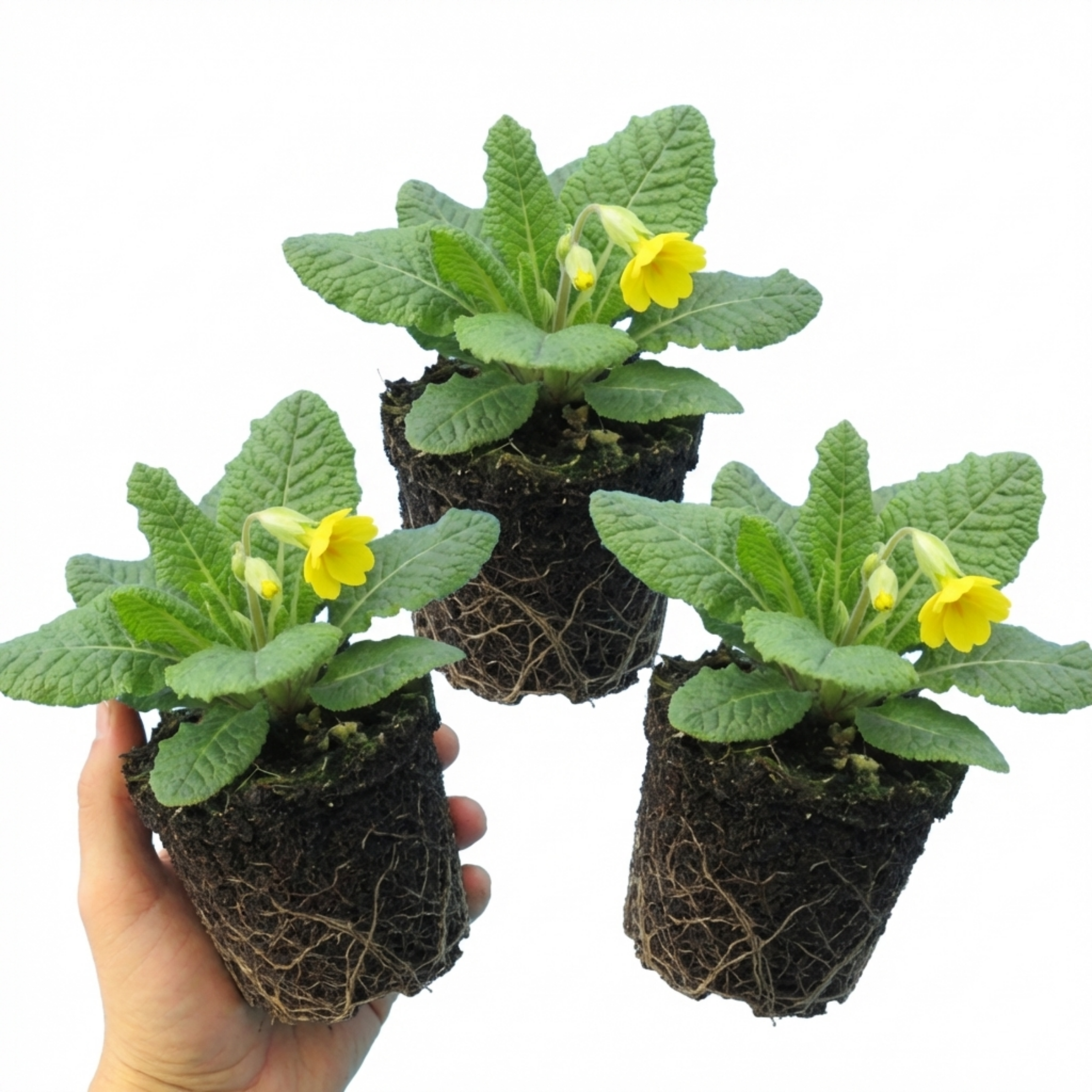 Primula ‘Yellow’ — Hardy Herbaceous Perennial, Bee-Friendly, 1L Pot (Set of 3 or 6)