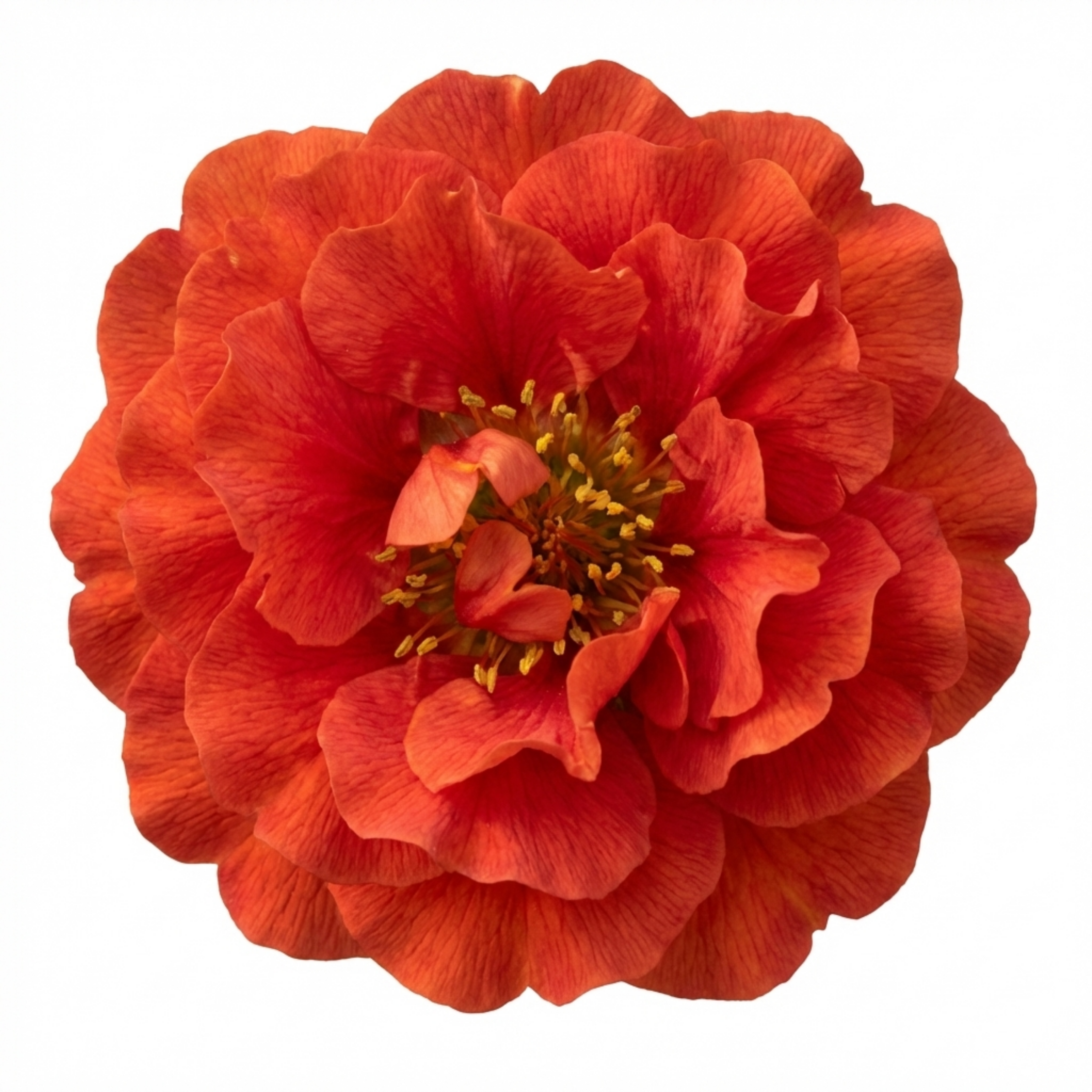 Geum ‘Mrs Bradshaw’ — Hardy Perennial, Bee-Friendly, 1L Pot (Set of 3 or 6)