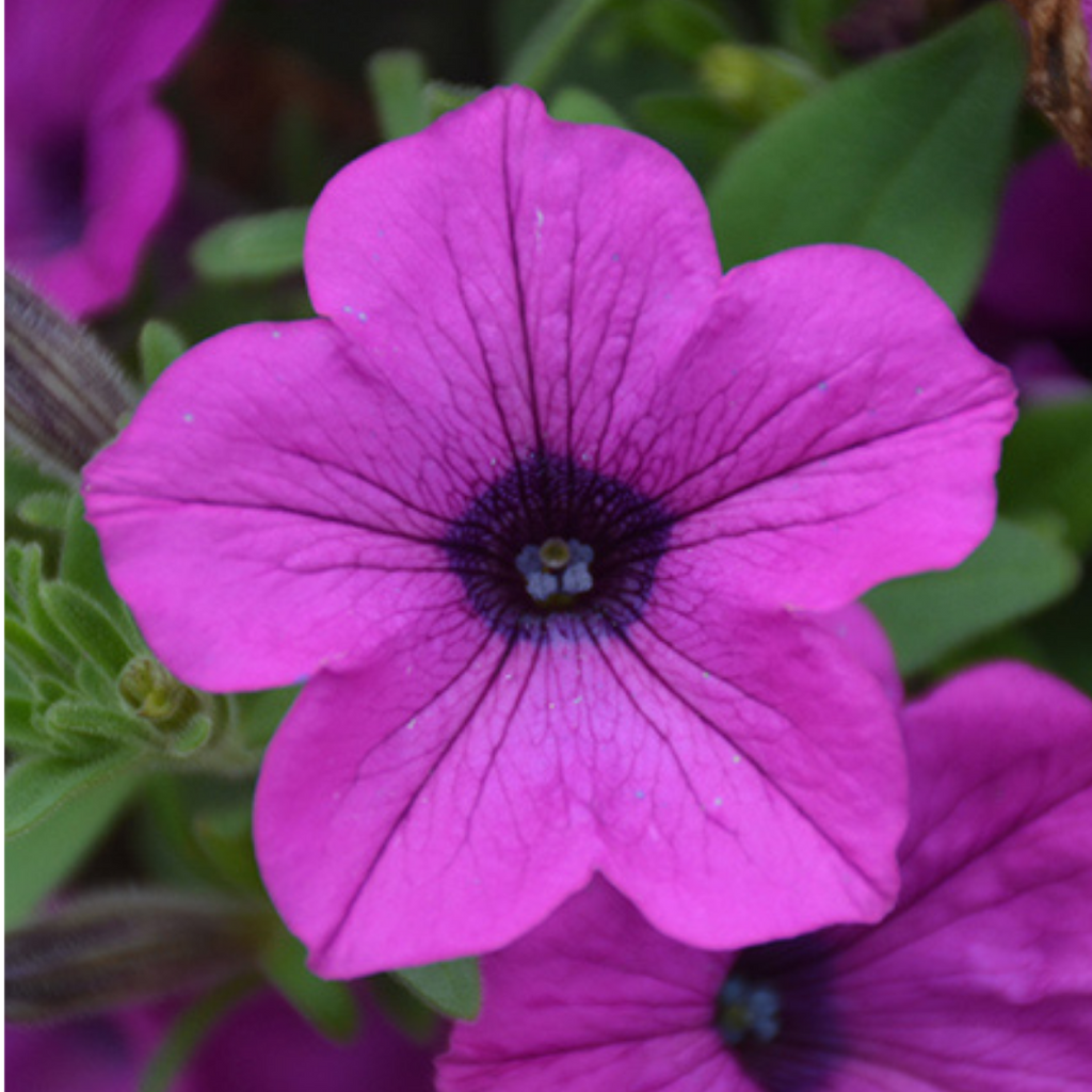 Petunia ‘Dekko Deep Lavender Vein’ — Hardy Perennial, 10.5cm Pot (Set of 3 or 6)
