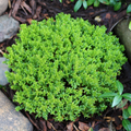 Hebe ‘Green Globe’ — Hardy Shrub, 2L Pot